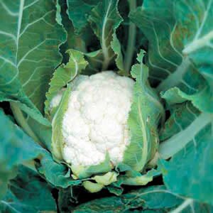 karnabahar faydalari