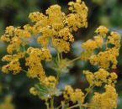 adet getiren aslan pencesi