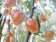 iğdenin yararları iğdenin yararları