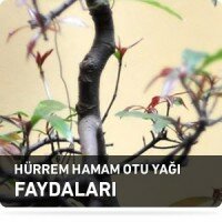 hamam otu yagi hakkinda