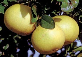 iri greyfurt faydalari