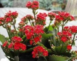 kalanchoe cicegi