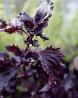 reyhan otu ile zayiflama