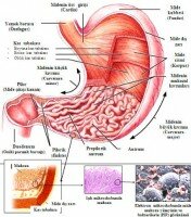 mide hastaliklarina karbonat