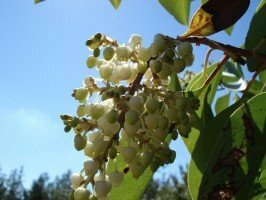 sandal ağacı yağı faydaları