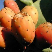kaktus meyvesi faydalari