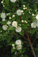 mersin bitkisinin faydalari